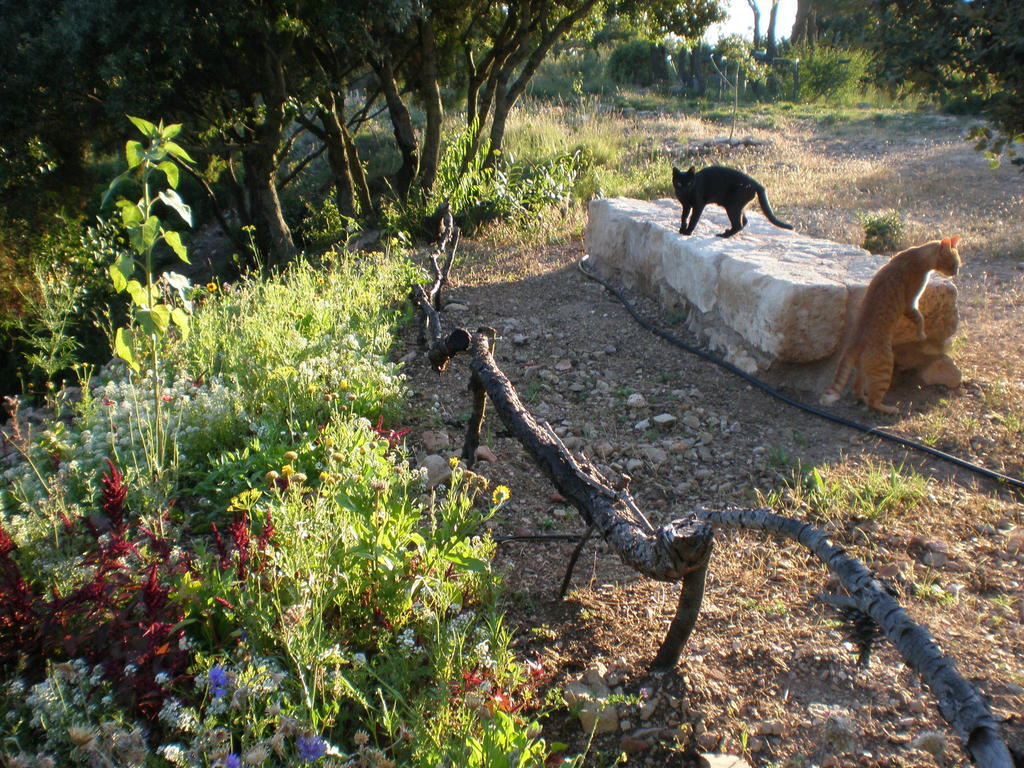 Mas Del Salin Villa Cornudella de Montsant ภายนอก รูปภาพ